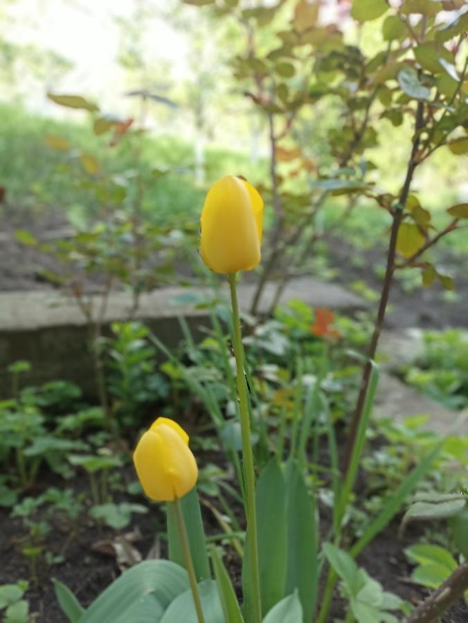 איג'באן Green Garden מראה חיצוני תמונה